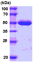 SDS-PAGE - Recombinant Human MAT2A protein (His tag N-Terminus) (AB78878)