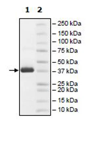SDS-PAGE - Recombinant Human MAT2B/TGR protein (His tag N-Terminus) (AB271607)