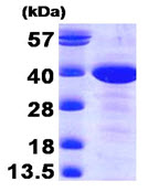 SDS-PAGE - Recombinant Human MAT2B/TGR protein (Tag Free) (AB89357)