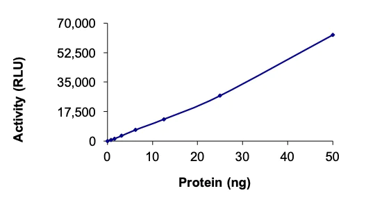 Functional Studies - Recombinant human MATK protein (AB204136)