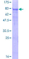 SDS-PAGE - Recombinant Human Matriptase 2 protein (GST tag N-Terminus) (AB132358)