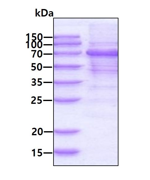 SDS-PAGE - Recombinant Human MAVS protein (AB139779)