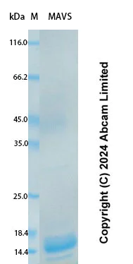 SDS-PAGE - Recombinant Human MAVS Protein Standard (AB323150)
