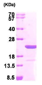 SDS-PAGE - Recombinant Human MAX protein (His tag C-Terminus) (AB95309)