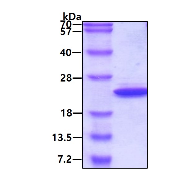 SDS-PAGE - Recombinant Human MAX protein (AB95309)