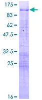 SDS-PAGE - Recombinant Human MBD1 protein (GST tag N-Terminus) (AB152512)
