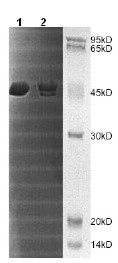 SDS-PAGE - Recombinant Human MBIP protein (AB172163)