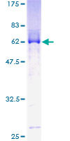 SDS-PAGE - Recombinant Human MBNL1 protein (GST tag N-Terminus) (AB114825)