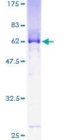 SDS-PAGE - Recombinant Human MBNL1 protein (GST tag N-Terminus) (AB114825)