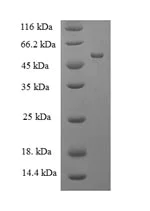 SDS-PAGE - Recombinant Human MBNL1 protein (Tagged) (AB272043)