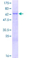 SDS-PAGE - Recombinant Human MBNL2 protein (GST tag N-Terminus) (AB160843)