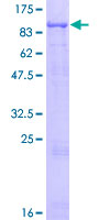 SDS-PAGE - Recombinant Human MCCC1 protein (GST tag N-Terminus) (AB163430)