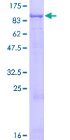 SDS-PAGE - Recombinant Human MCCC1 protein (GST tag N-Terminus) (AB163430)