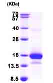 SDS-PAGE - Recombinant Human MCEE protein (AB99864), expandable thumbnail