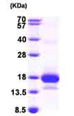 SDS-PAGE - Recombinant Human MCEE protein (AB99864)