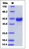 SDS-PAGE - Recombinant Human MCEMP1 protein (Fc Chimera) (AB276688)