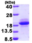 SDS-PAGE - Recombinant Human MCFD2 protein (T7 tag N-Terminus) (AB92930)