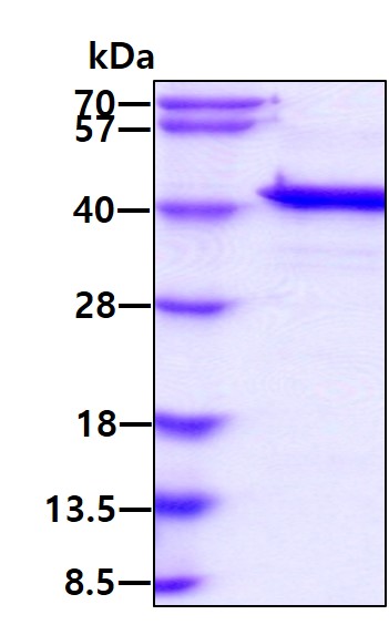 SDS-PAGE - Recombinant Human MCL1 protein (AB131682), expandable thumbnail