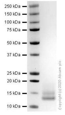 SDS-PAGE - Recombinant human MCP1 protein (Active) (AB270081), expandable thumbnail