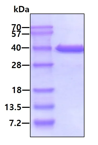 SDS-PAGE - Recombinant Human MDH1 protein (AB99244)