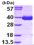 SDS-PAGE - Recombinant Human MDH1 protein (AB99244)