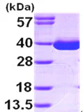 SDS-PAGE - Recombinant Human MDH1 protein (His tag C-Terminus) (AB99244)