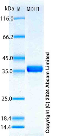 SDS-PAGE - Recombinant Human MDH1 Protein Standard (His tag) (AB322747), expandable thumbnail