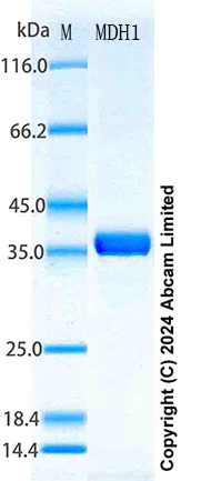SDS-PAGE - Recombinant Human MDH1 Protein Standard (His tag) (AB322747)