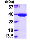 SDS-PAGE - Recombinant human MDH2 protein (His tag N-Terminus) (AB99238)
