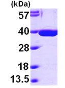 SDS-PAGE - Recombinant human MDH2 protein (His tag N-Terminus) (AB99238)