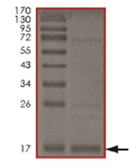 SDS-PAGE - Recombinant Human MDM2 protein (AB167941), expandable thumbnail