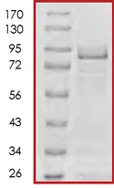SDS-PAGE - Recombinant Human MDM2 protein (AB71353)
