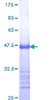 Recombinant Human MDMX/MDM4 protein