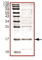 SDS-PAGE - Recombinant Human MDMX/MDM4 protein (AB167947)