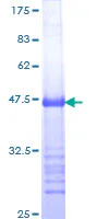 SDS-PAGE - Recombinant Human MDMX/MDM4 protein (GST tag N-Terminus) (AB114468)