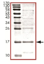 SDS-PAGE - Recombinant Human MDMX/MDM4 protein (His tag N-Terminus) (AB167947)