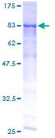 Recombinant Human ME1 protein