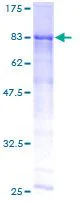 SDS-PAGE - Recombinant Human ME1 protein (GST tag N-Terminus) (AB152518)