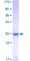 Recombinant Human MED3 protein