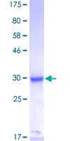 SDS-PAGE - Recombinant Human MED3 protein (GST tag N-Terminus) (AB160491)