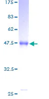 SDS-PAGE - Recombinant Human MED30 / TRAP25 protein (GST tag N-Terminus) (AB164823)