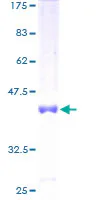 SDS-PAGE - Recombinant Human MED31 protein (GST tag N-Terminus) (AB162385)