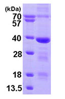 SDS-PAGE - Recombinant Human MED4 protein (His tag C-Terminus) (AB95264)