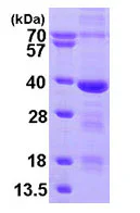 SDS-PAGE - Recombinant Human MED4 protein (AB95264)