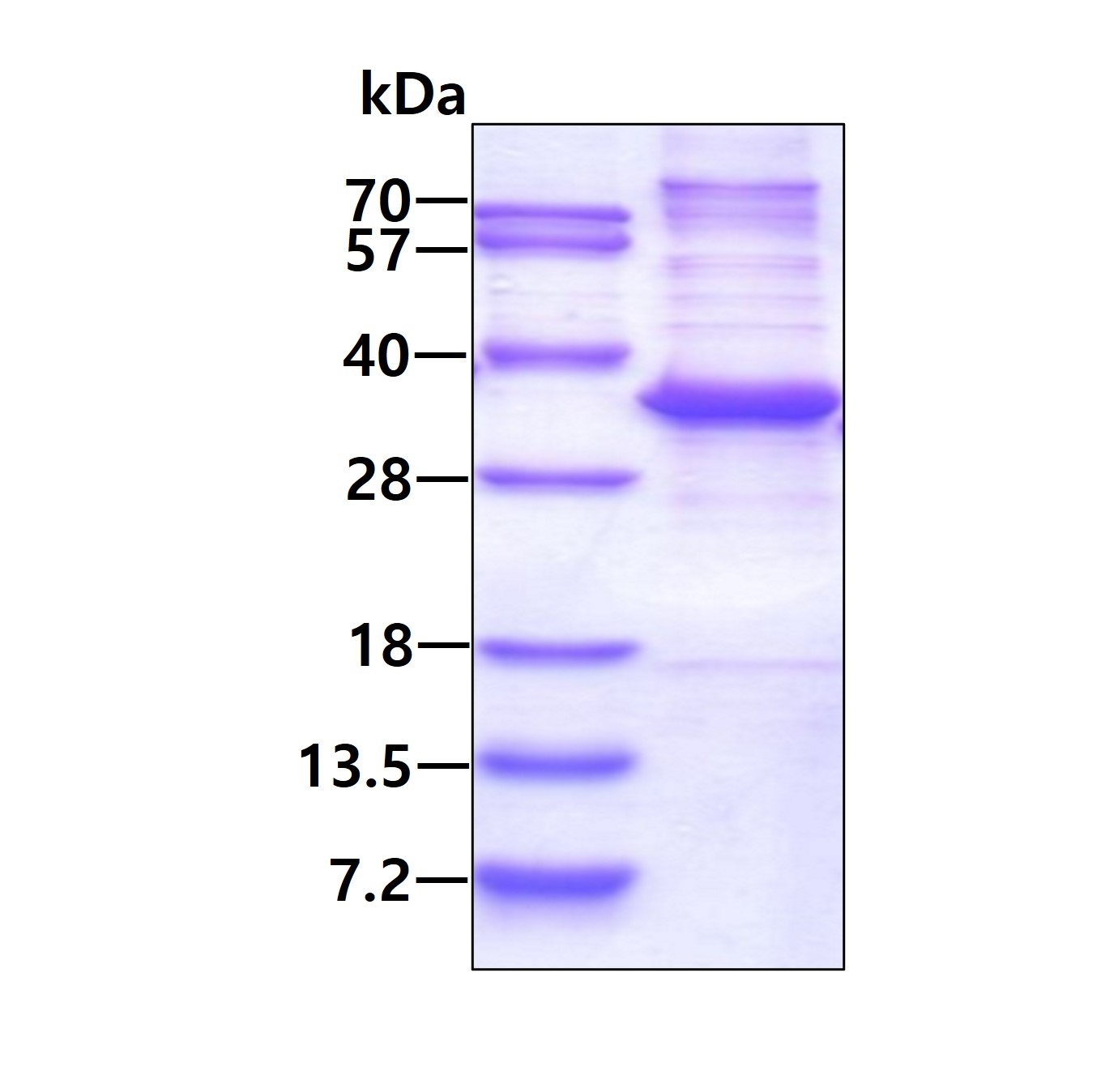 SDS-PAGE - Recombinant Human MED7 protein (His tag N-Terminus) (AB131673)