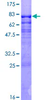 SDS-PAGE - Recombinant Human MEF2C protein (GST tag N-Terminus) (AB114241)