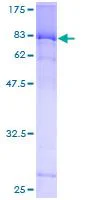 SDS-PAGE - Recombinant Human MEF2D protein (GST tag N-Terminus) (AB152520)