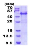 SDS-PAGE - Recombinant Human Meis homeobox 3/MEIS3 protein (denatured) (AB187458)