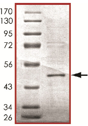 Recombinant Human MEK1 (mutated K97A) protein