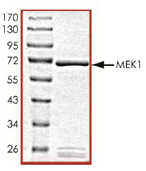 SDS-PAGE - Recombinant Human MEK1 protein (AB126919)